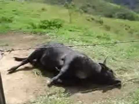 Pode Comer Carne de Boi Picado por Cobra?
