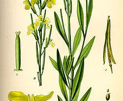 Brassicaceae Inferior