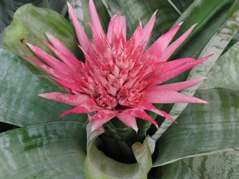Bromeliaceae Aechmea Apocalyptica