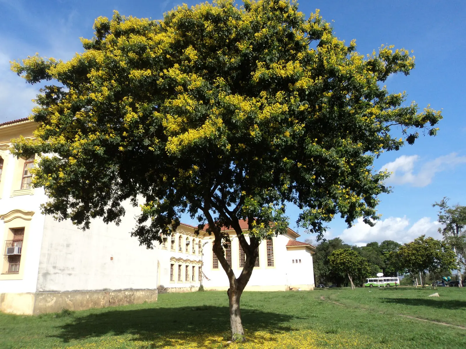 Греческое название растения. Пау-Бразил (Цезальпиния Ежовая). Пау - Бразил (pau-Brasil), дерево. Красное дерево пау Бразил. Pau Brasil дерево.