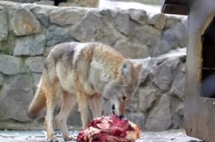Coyote se Alimentando
