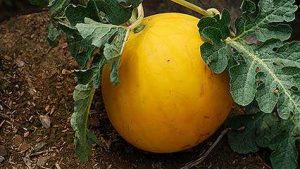 Família Cucurbitaceae: abóbora, melancia, melão, pepino, chuchu e abobrinha — todos frutos da mesma família botânica