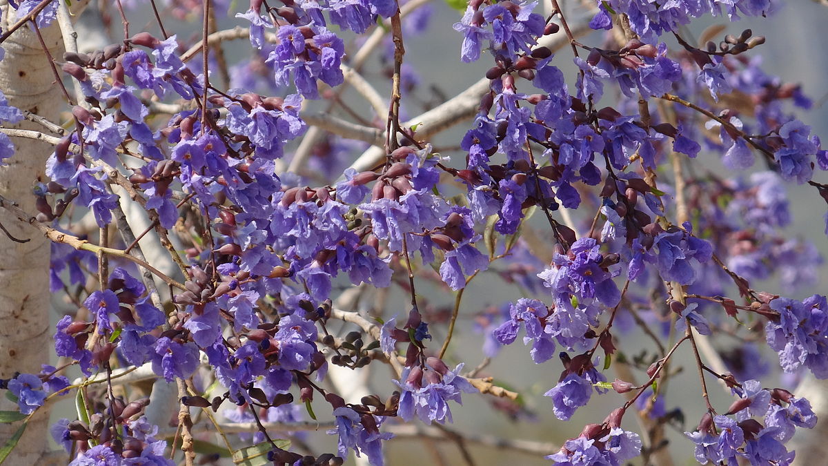 Plantas Que Estão em Extinção no Brasil – Mundo Ecologia