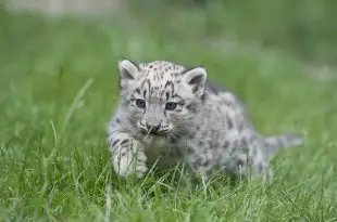 Filhote de Leopardo das Neves Correndo na Grama