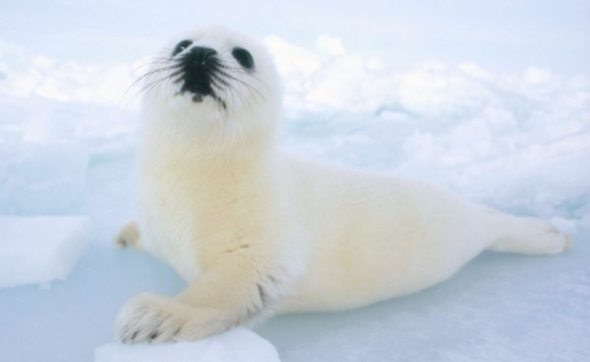 Foca Branca em Extinção