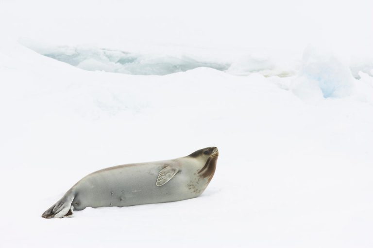 Foca-de-Ross na Neve