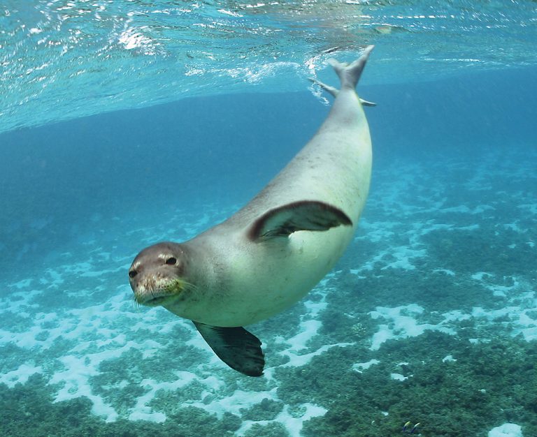 Foca do Mediterrâneo Nadando