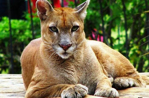 Animais em Extinção na Região Sul | Mundo Ecologia