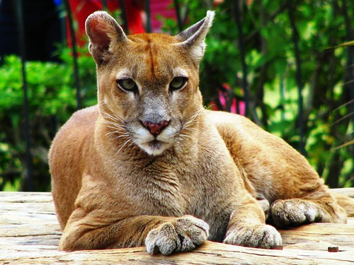Animais em Extinção na Região Sul