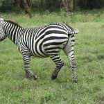 Habitat da Zebra de Chapman