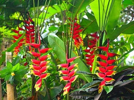 Heliconia Wagneriana