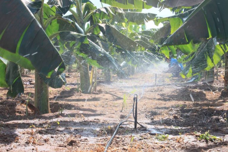 Irrigação em Bananeiras