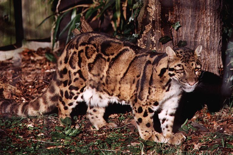 Leopardo Nebuloso de Bornéu Andando na Floresta
