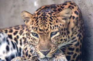 Leopardo-da-Indochina
