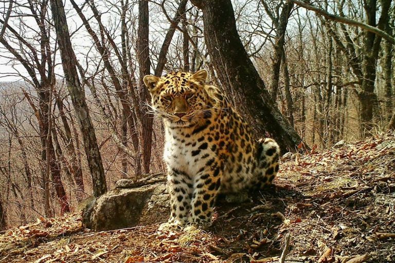 Leopardo-de-Amur
