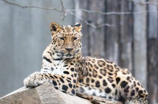 Leopardo de Amur