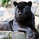 Leopardo de Amur Preto Adulto