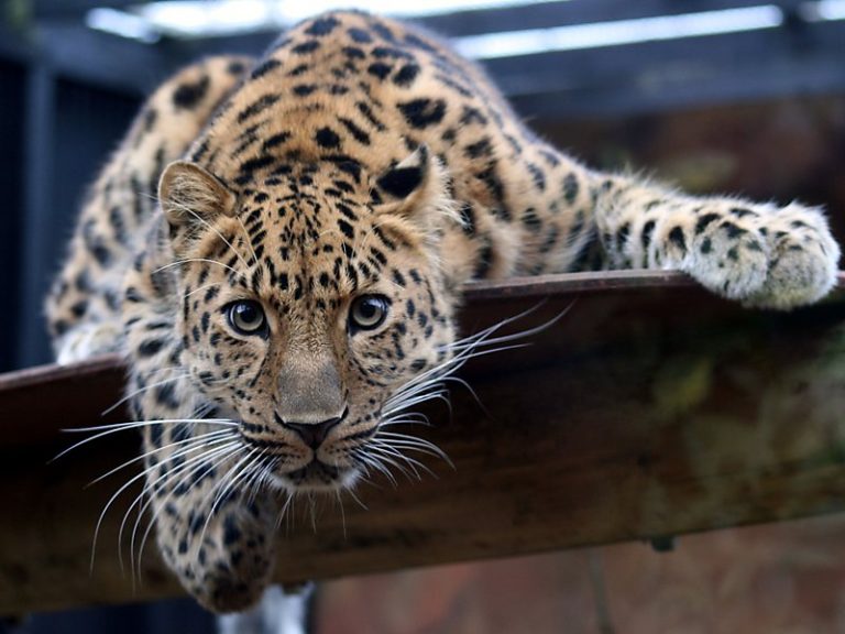 Leopardo de Amur em Cativeiro