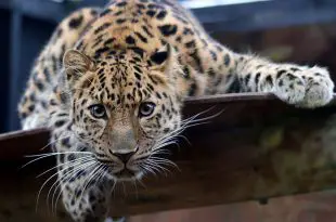 Leopardo de Amur no Cativeiro