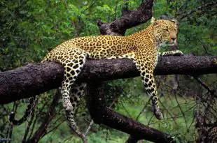 Leopardo-de-Java em Cima da Árvore