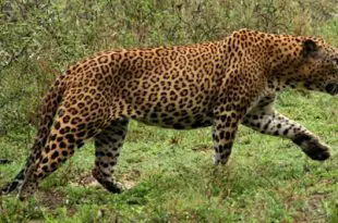 Leopardo do Atlas