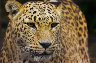 Leopardo-do-Norte-da-China