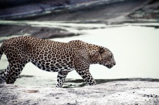 Leopardo do Sri Lanka