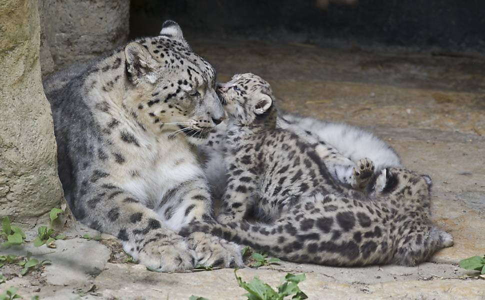 Leopardo das Neves Características e Velocidade – Mundo Ecologia
