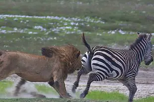Leão Caçando uma Zebra