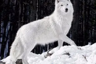 Lobo Branco Andando na Neve