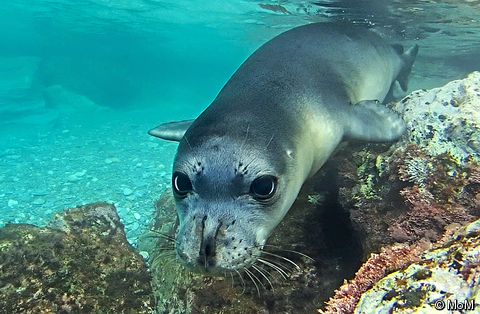 Foca Monge do Mediterrâneo | Mundo Ecologia