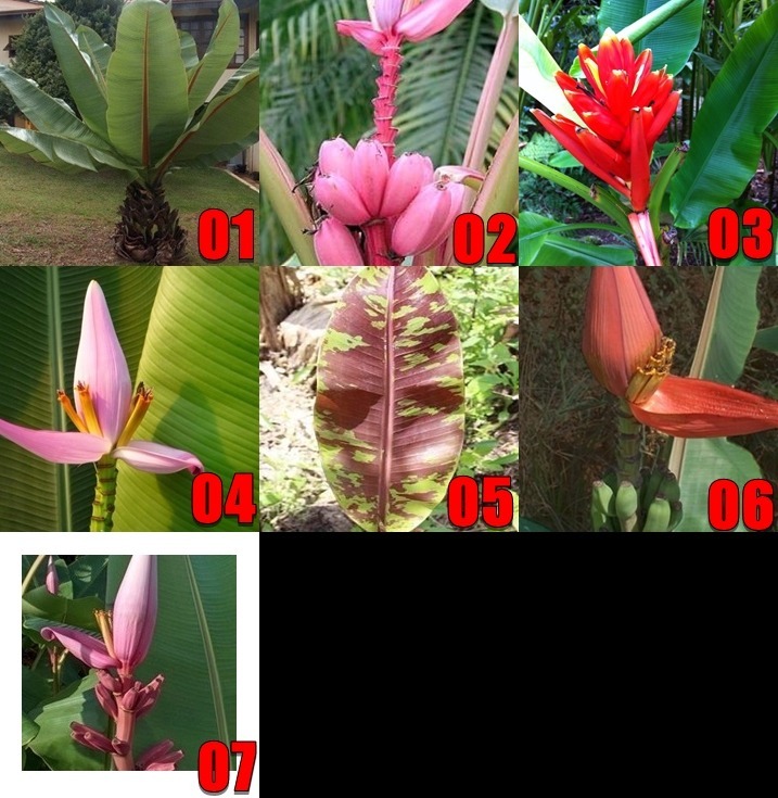 Muda - Bananeira Ornamental