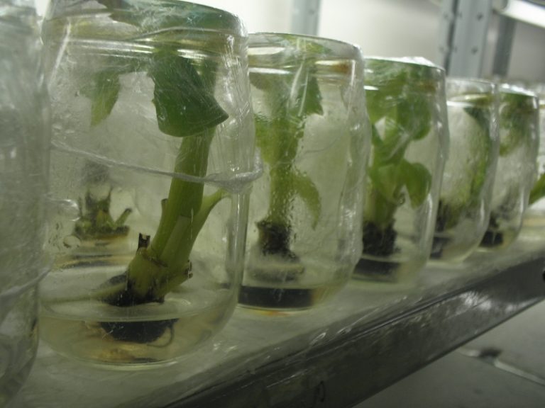 Mudas de Banana em Vitro