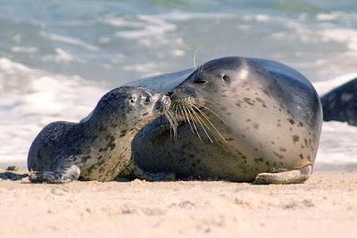 Foca Comum Características
