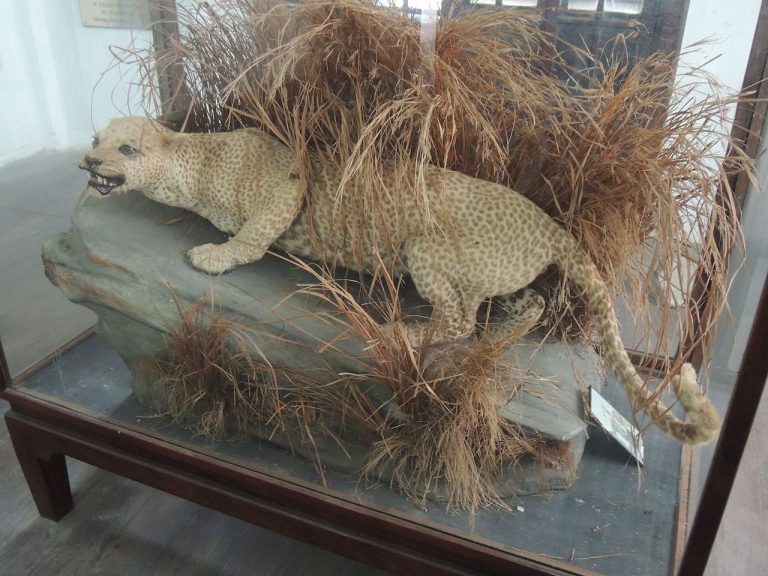 O Extinto Leopardo de Zanzibar