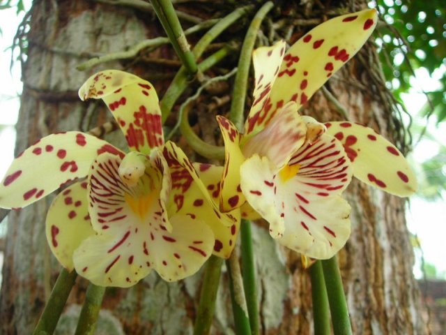 Plantas da Amazônia Em Extinção