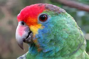 Papagaio Chauá