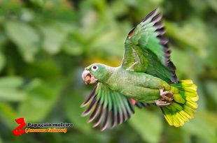 Papagaio Moleiro Voando em Seu Habitat