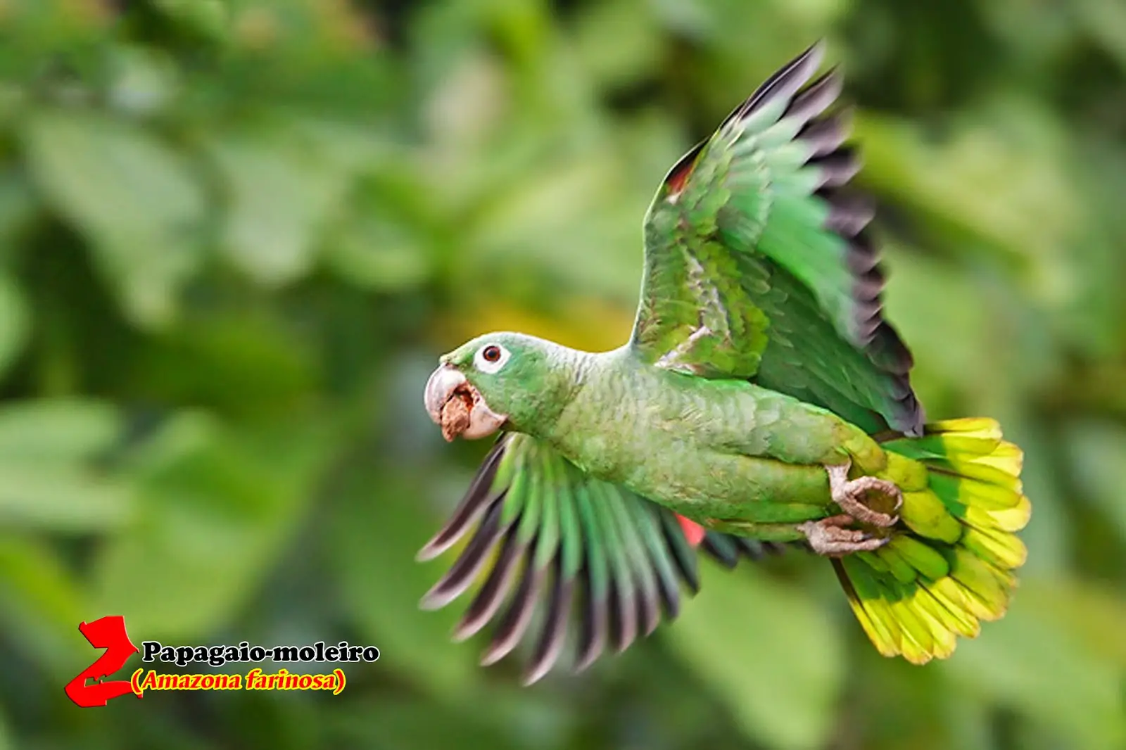 Papagaio Moleiro | Mundo Ecologia