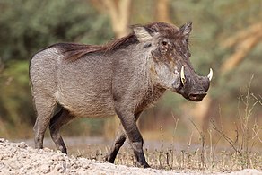 Javali Africano Phacochoerus
