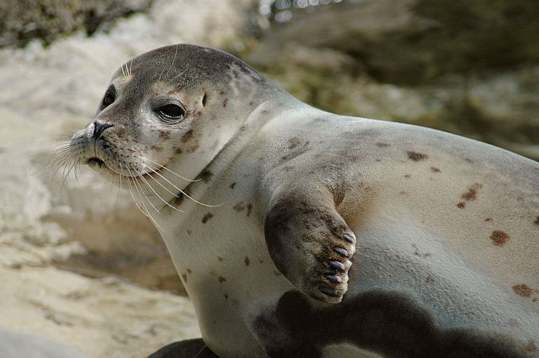 Phoca vitulina stejnegeri.