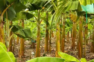 Plantação de Bananeira