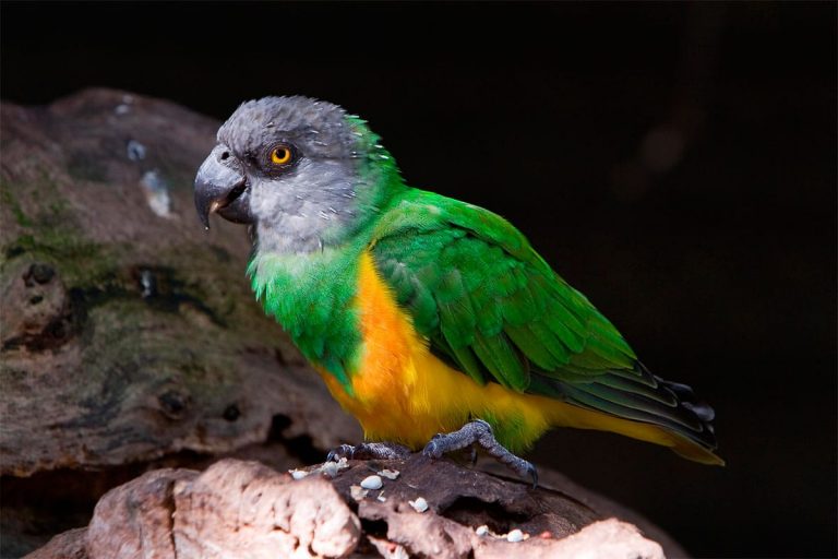 Tipos de Papagaio Pequenos | Mundo Ecologia