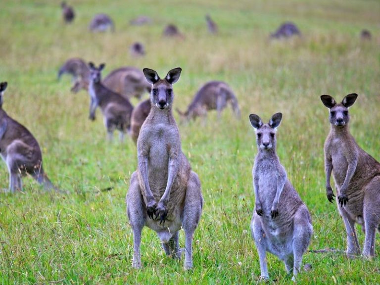 População de Cangurus na Austrália