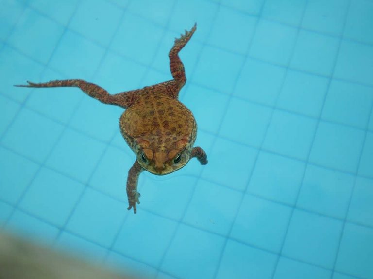 Sapo Dentro de Piscina