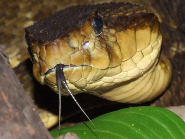 Surucucu de Fogo Atacando