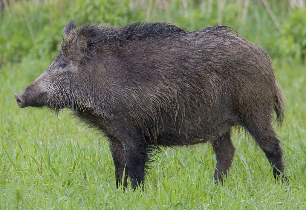 Sus Scrofa Cristatus