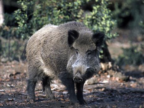 Sus Scrofa Leucomystax