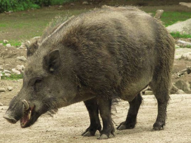 Sus Scrofa Libycus