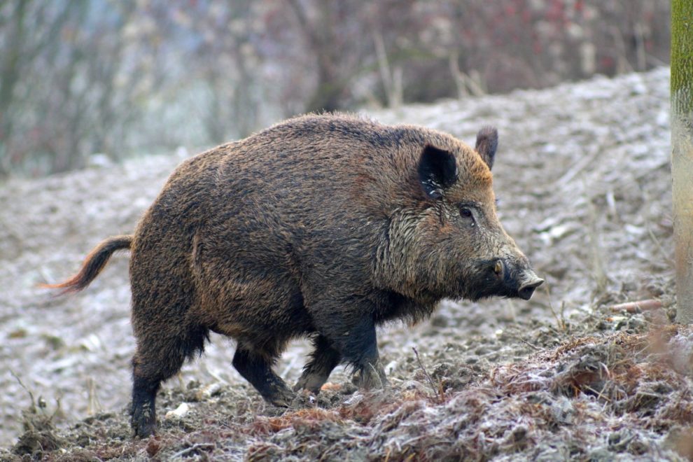 Sus Scrofa Meridionalis